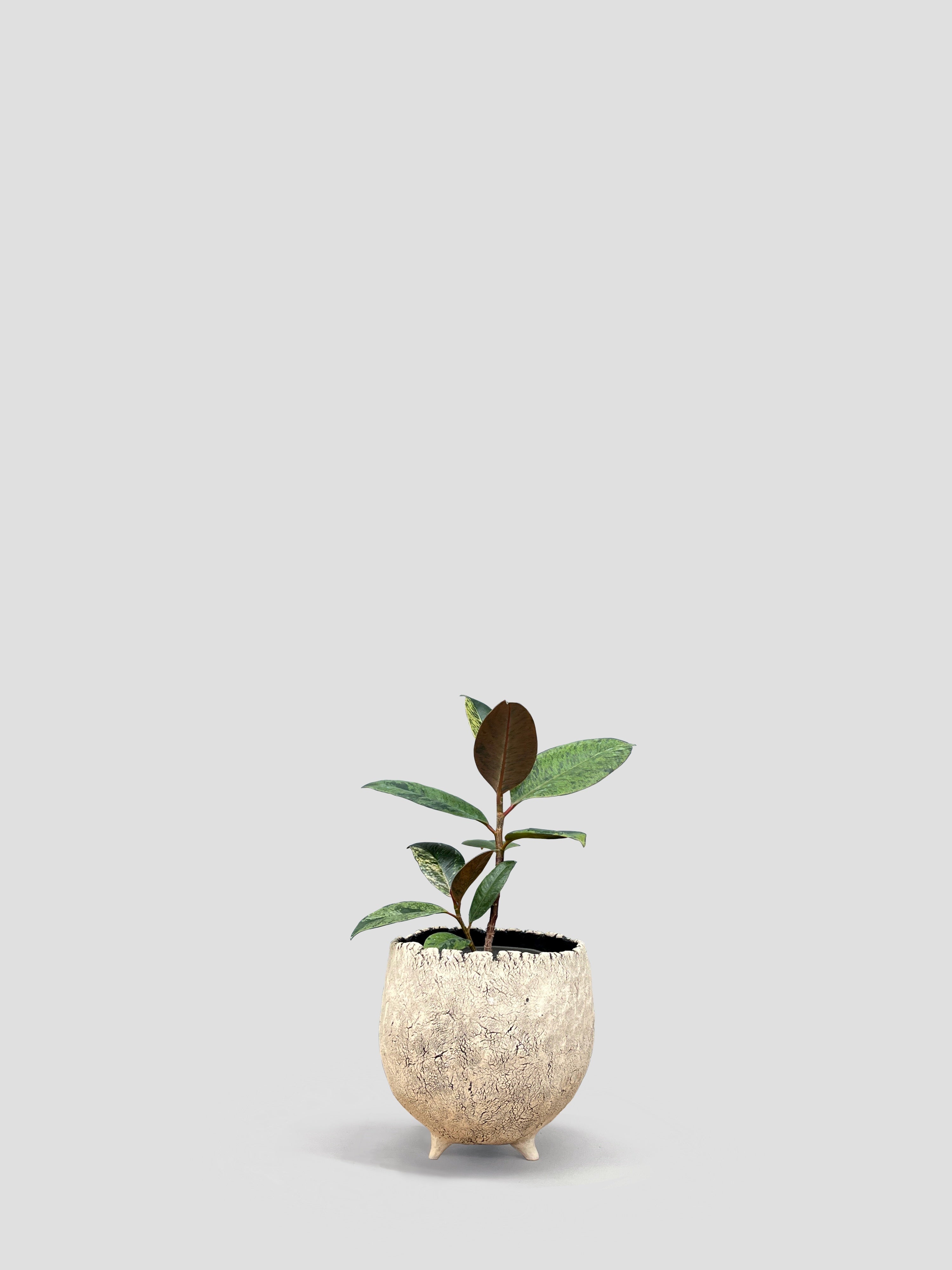 フィカス　ジン　８号　特大苗木最高等級　希少品種 フィカス：ジン 8号鉢植え25-01 の通販 | 園芸ネット