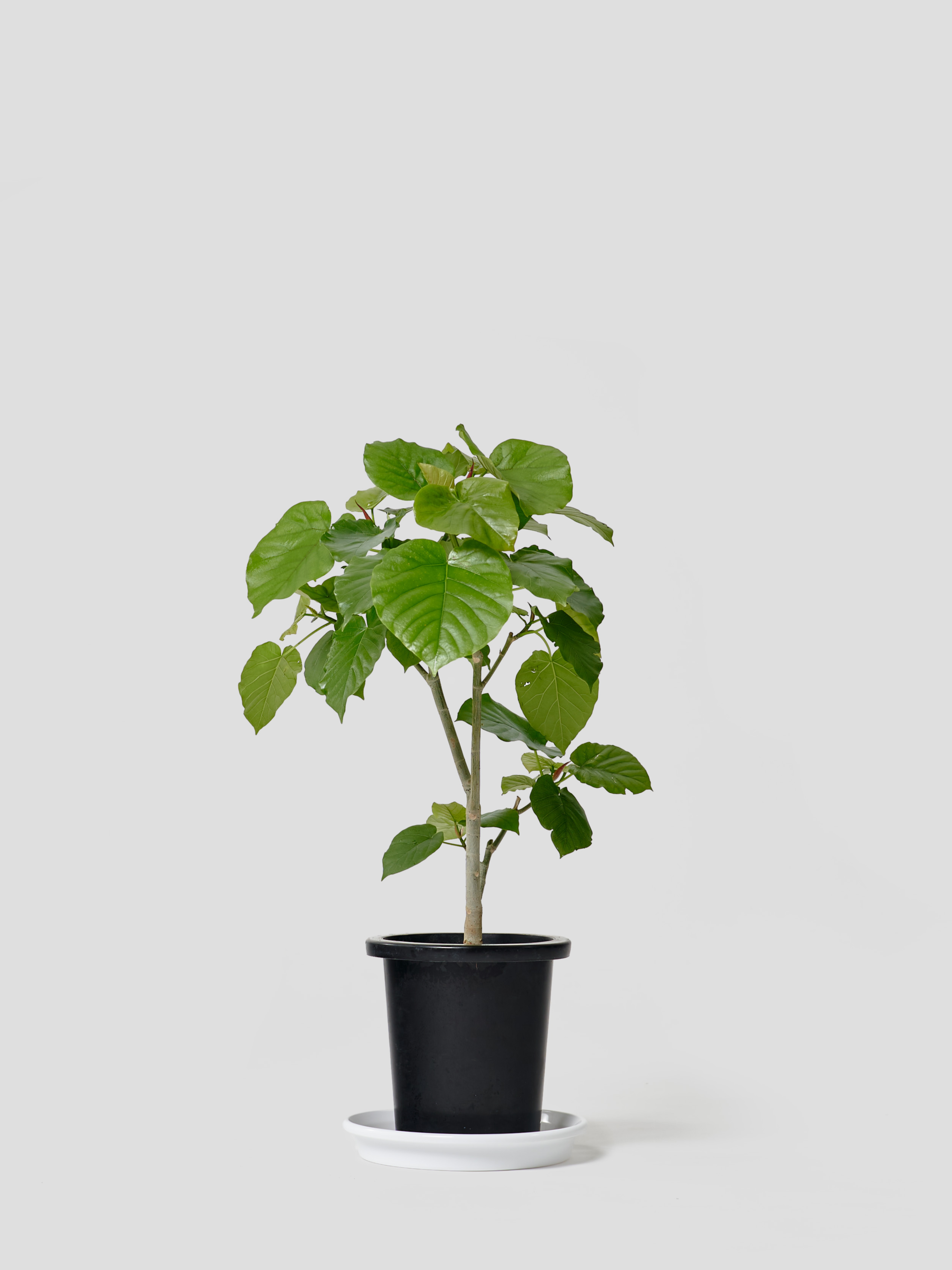 フィカス ウンベラータ 137cm8号 S-shaped tree form フィカス ウンベラータ 137cm8号 S-shaped tree form