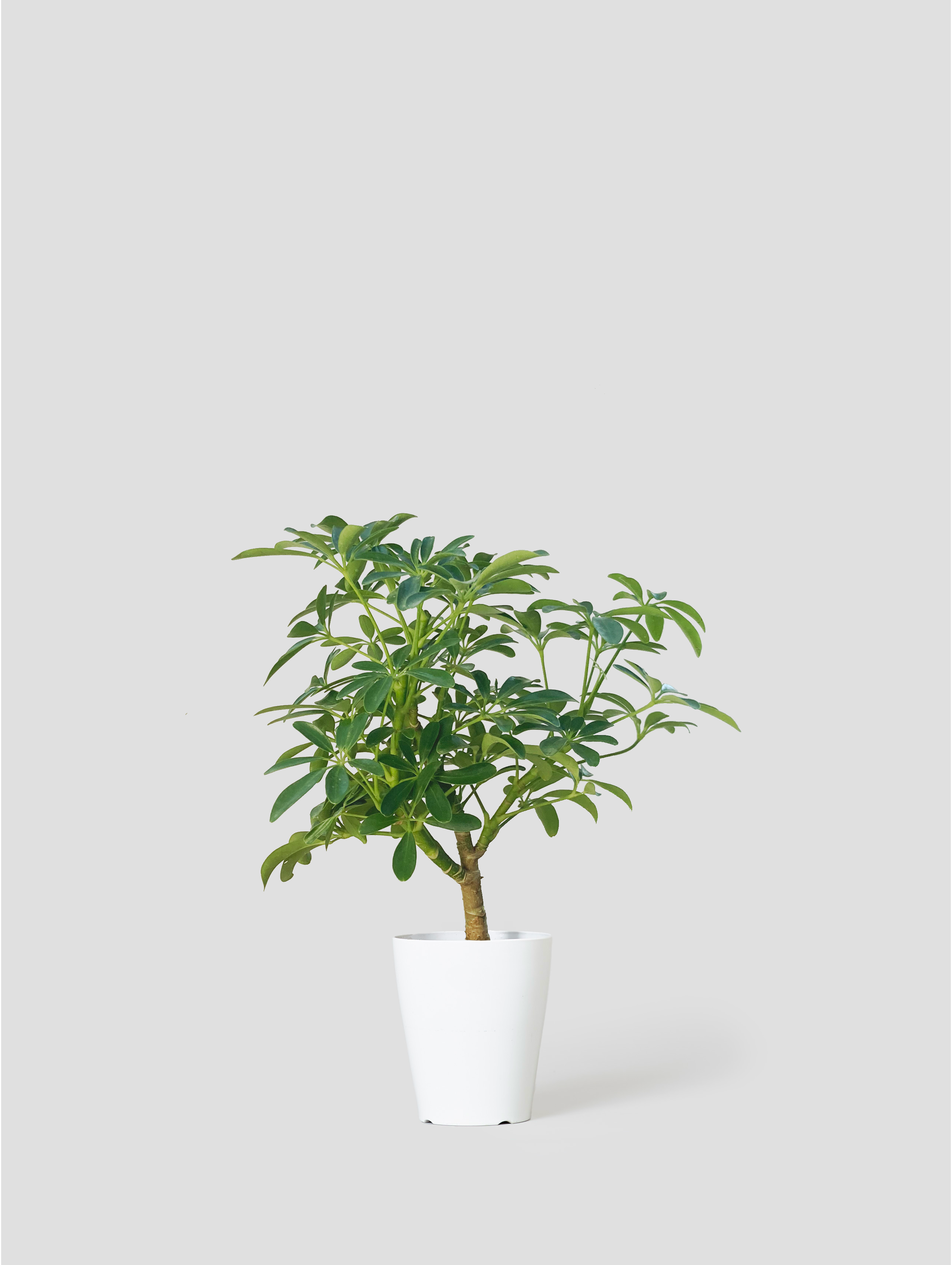 観葉植物 シェフレラ コンパクタ シェフレラ・コンパクタS – 西和造園