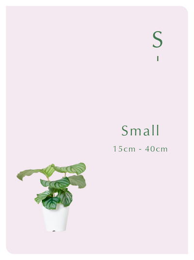 Small（〜70cm）