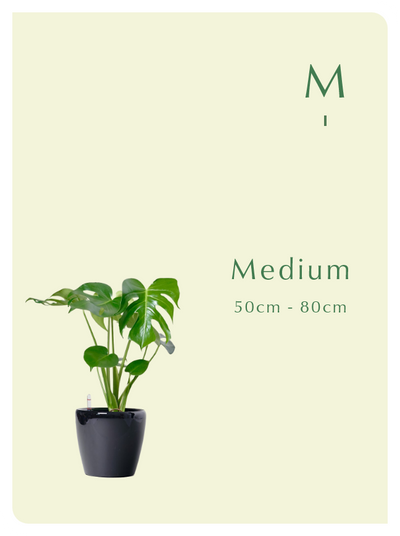 Medium（70cm - 160cm）