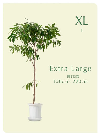 XL（150cm〜220cm）