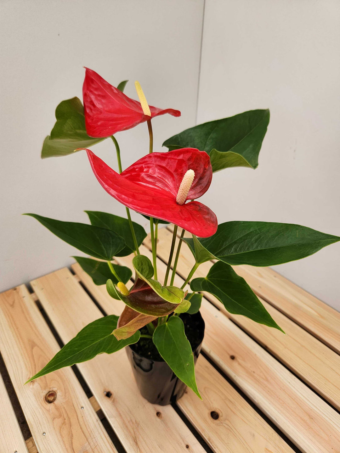 アンスリウム – 西和造園