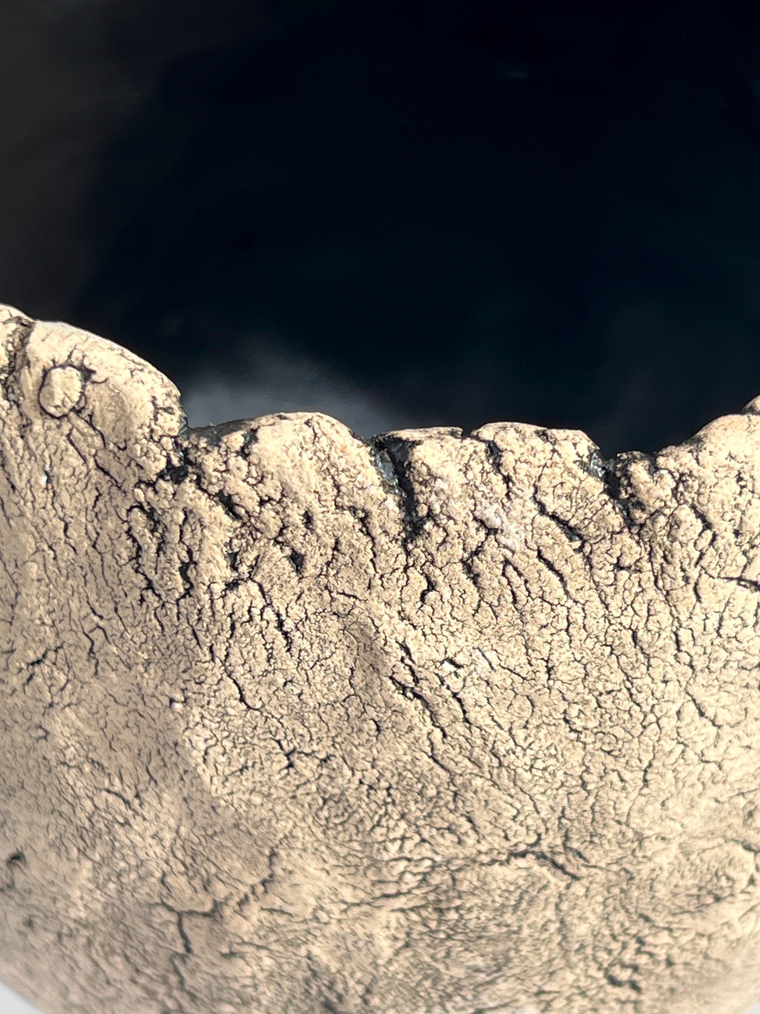 フィカス・ジン – 西和造園