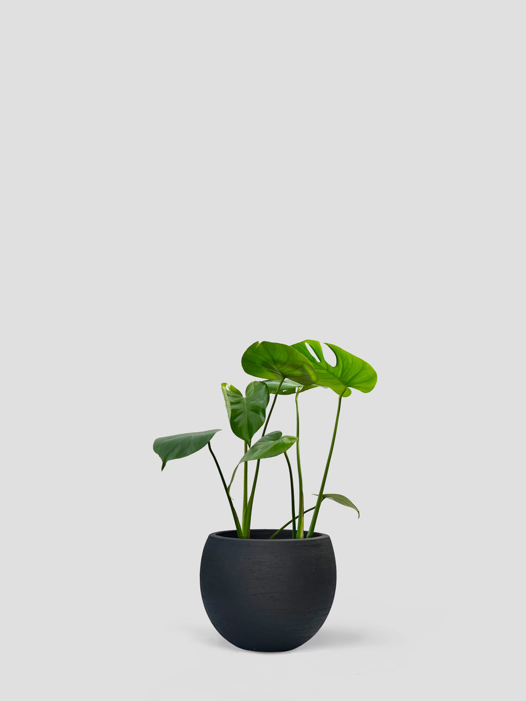 観葉植物 Medium（70cm - 160cm）| 西和造園