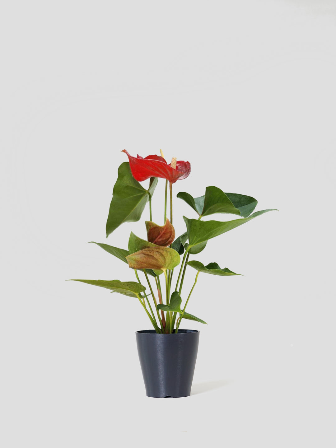 アンスリウム – 西和造園