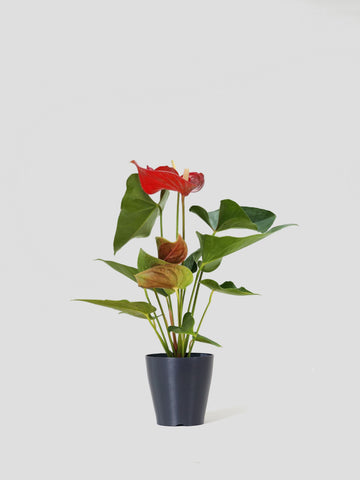 風水で恋愛運アップの植物