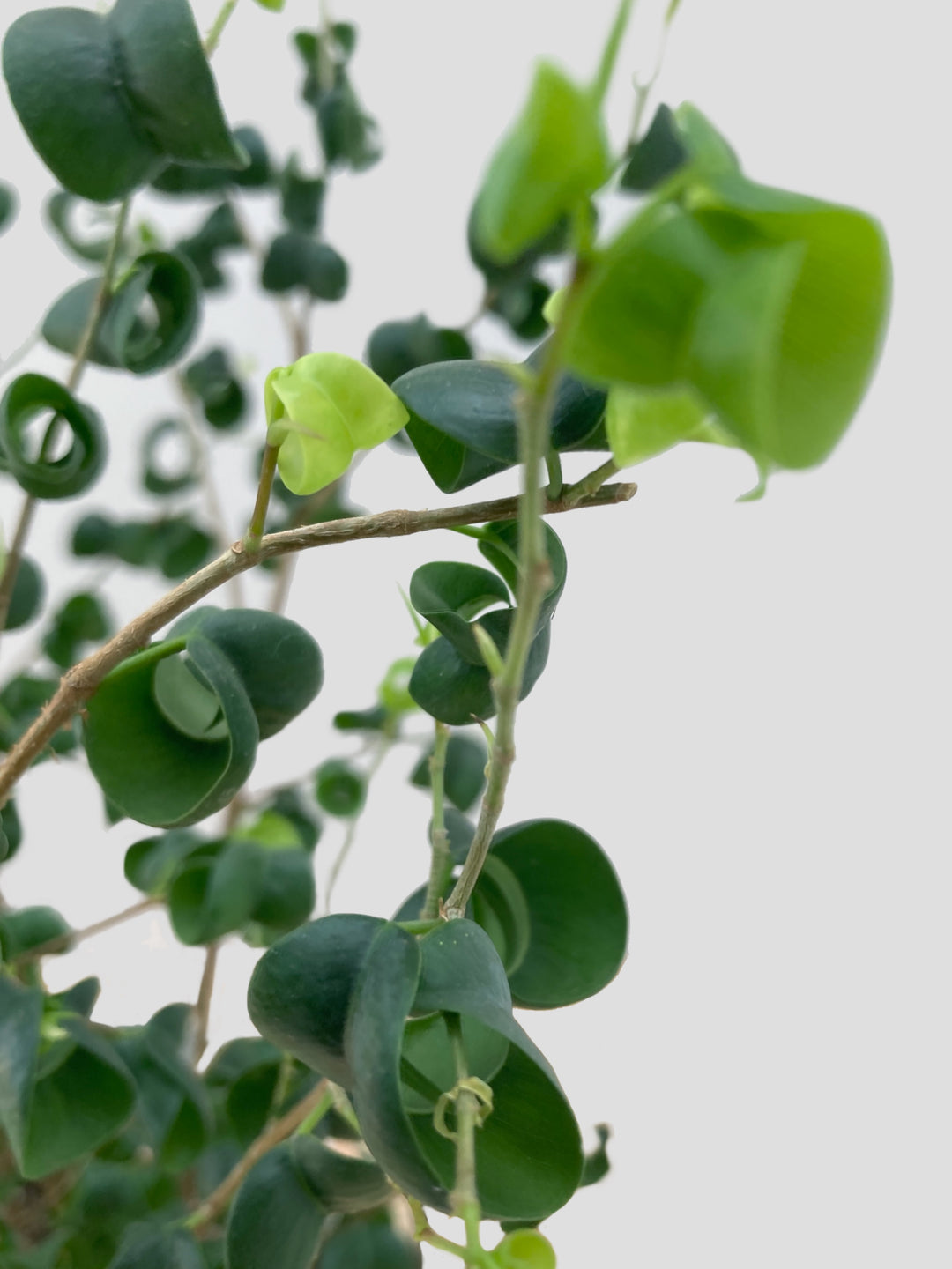 フィカス・ベンジャミン・バロック – 西和造園