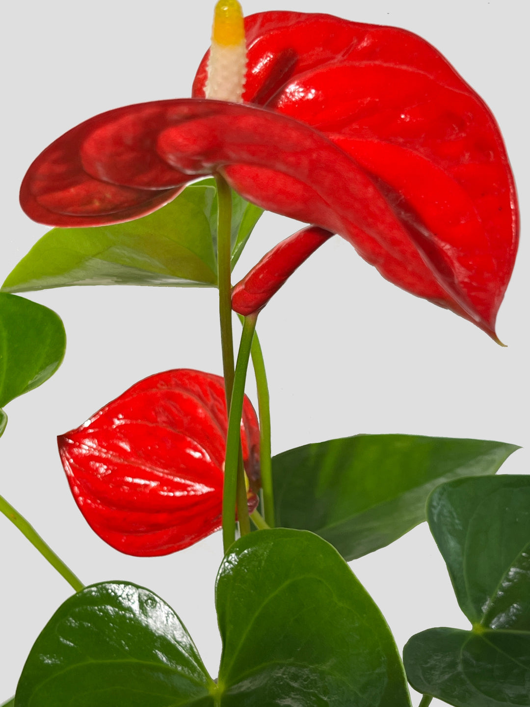 アンスリウム – 西和造園