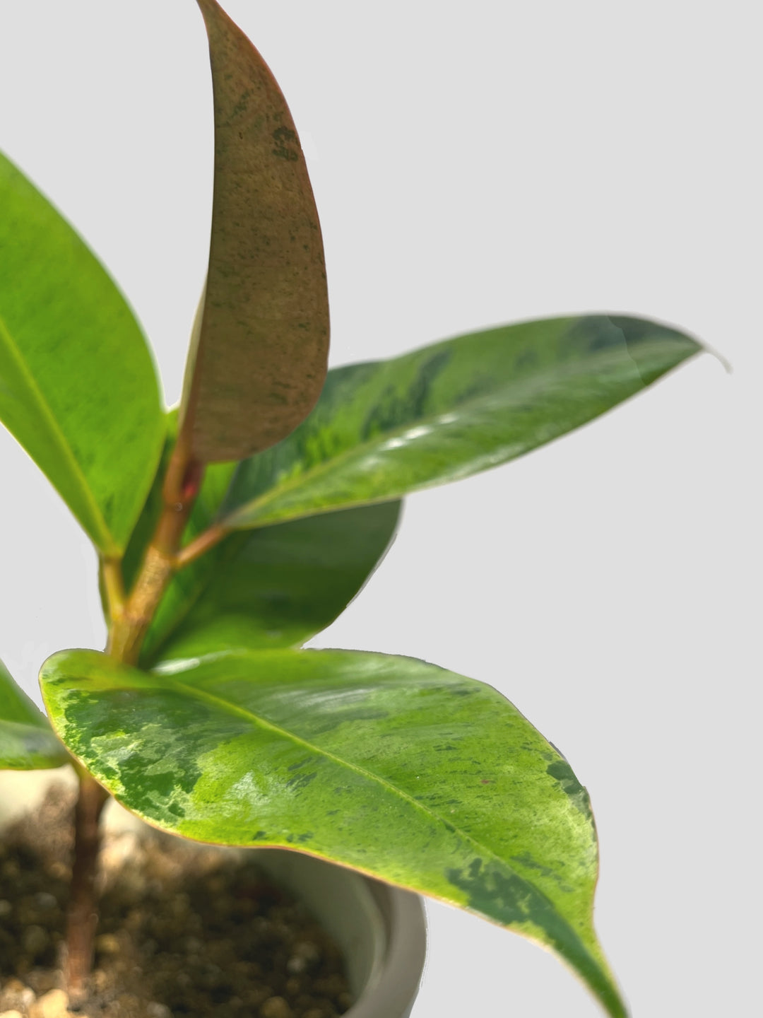 Capture_One_Catalog7303678_108