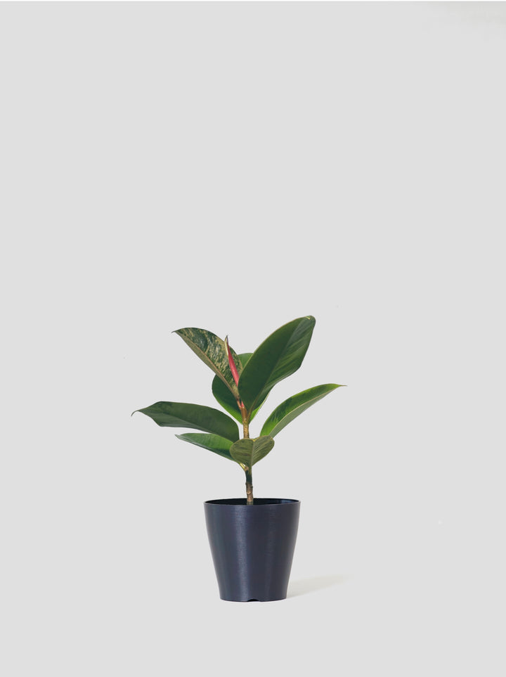 フィカス・ジン – 西和造園