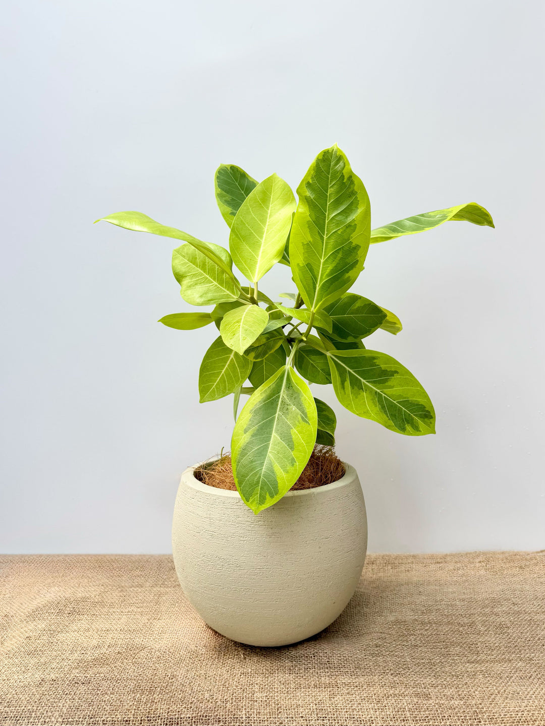 フィカス・アルテシマM – 西和造園