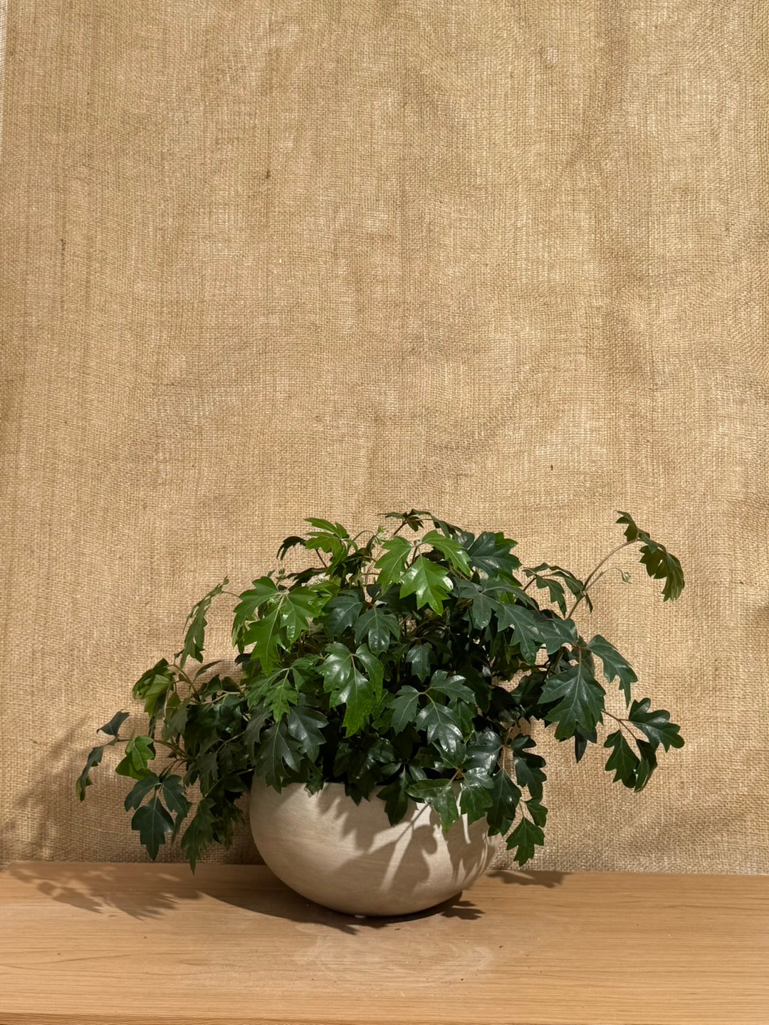 観葉植物 Small（〜50cm） – 西和造園