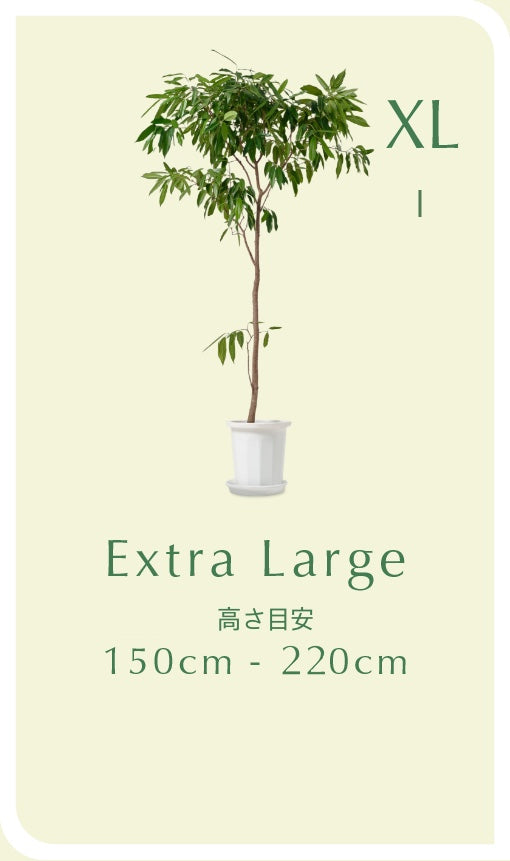 XL（150cm〜220cm）