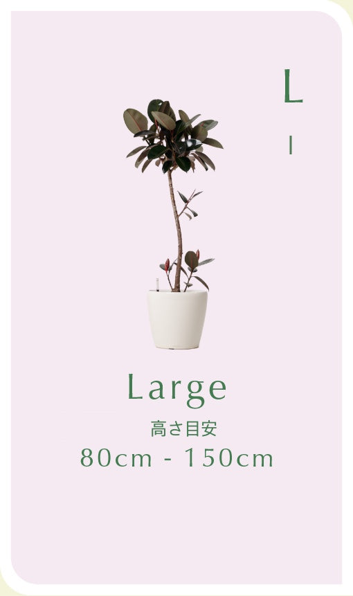 Large （80cm〜150cm）