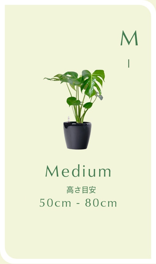 Medium（50cm - 80cm）