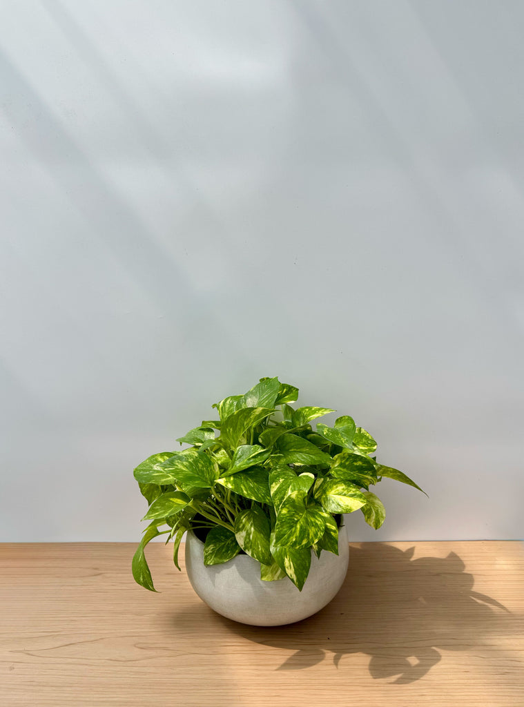 ポトス – 西和造園