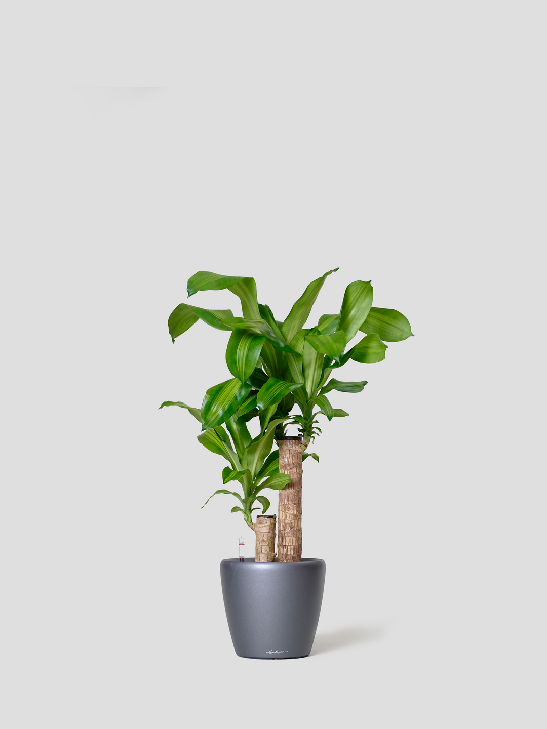 観葉植物 Medium（70cm - 160cm）| 西和造園