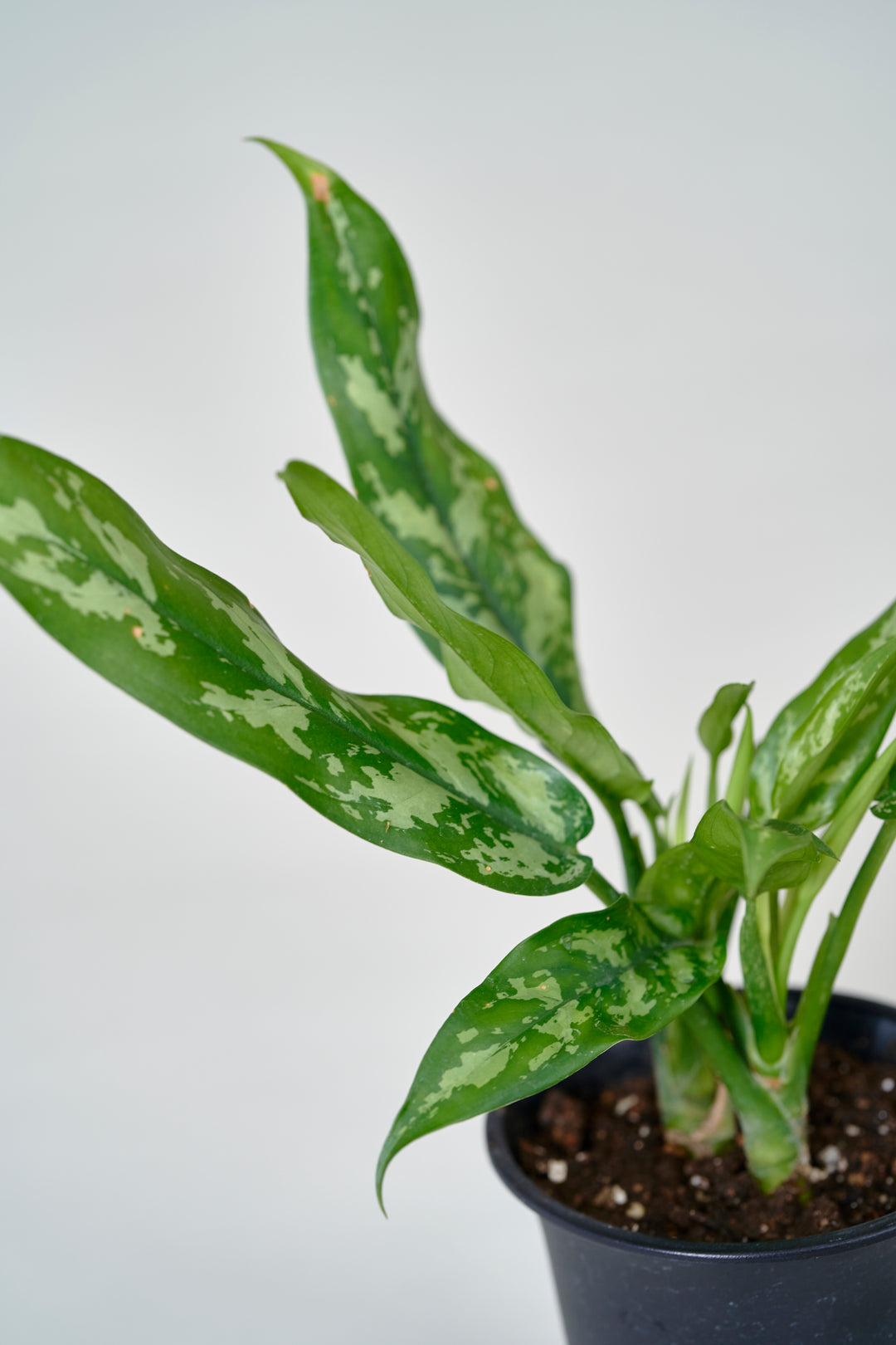 アグラオネマ・マリア – 西和造園