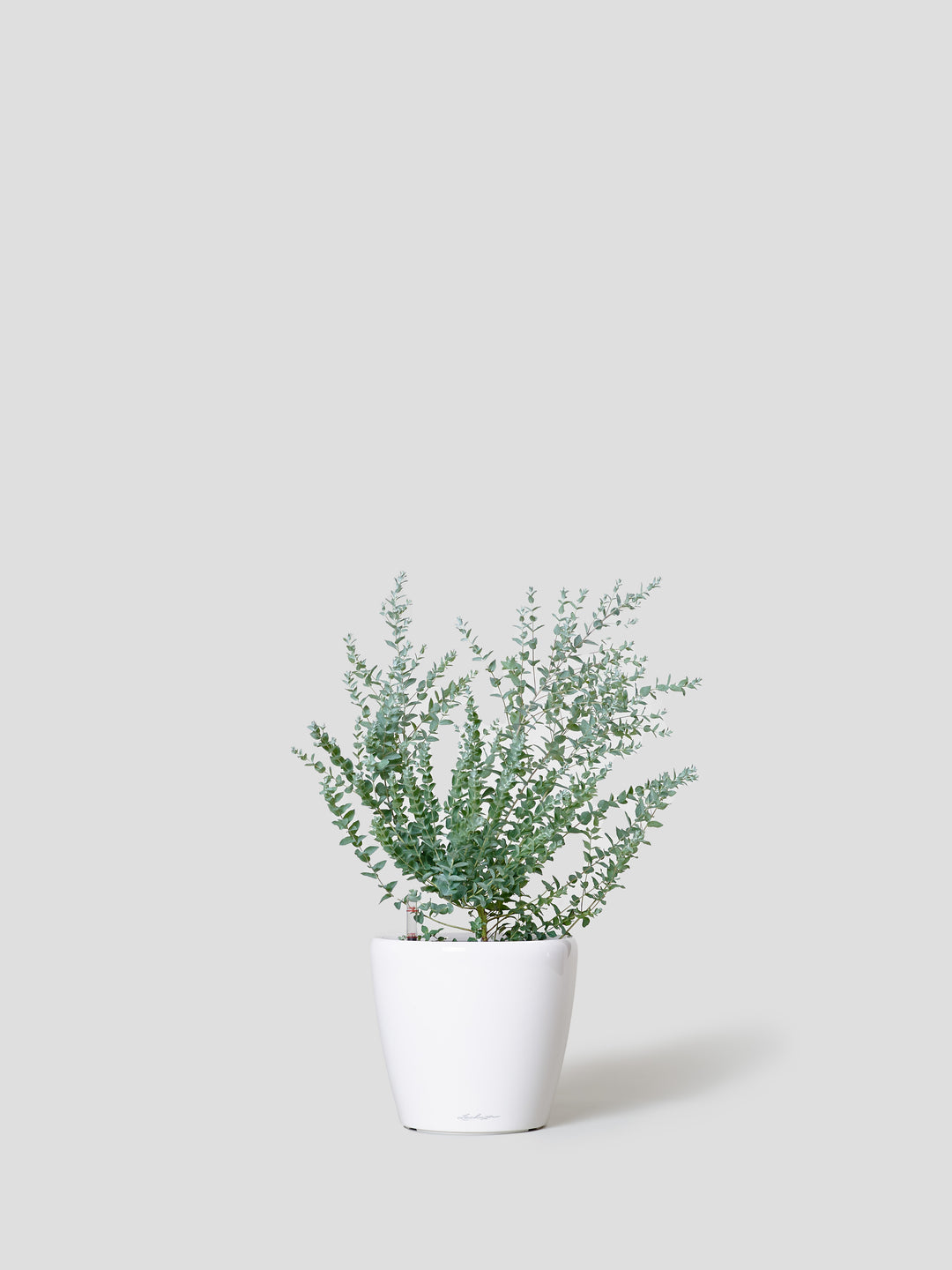 観葉植物 Medium（70cm - 160cm）| 西和造園