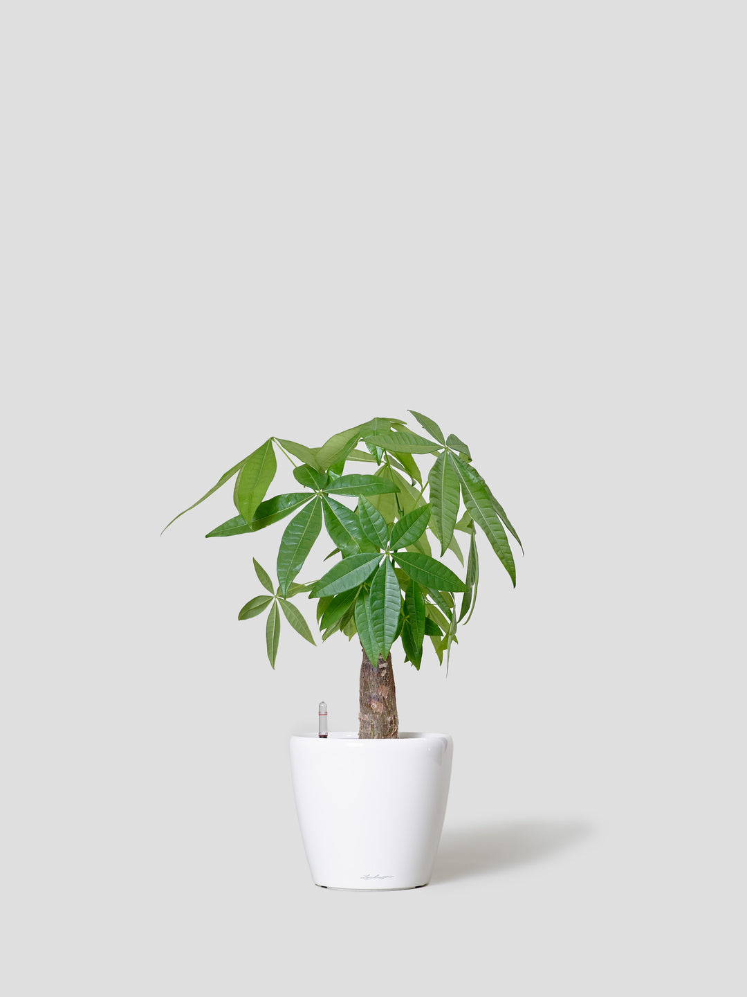 観葉植物 Medium（70cm - 160cm）| 西和造園
