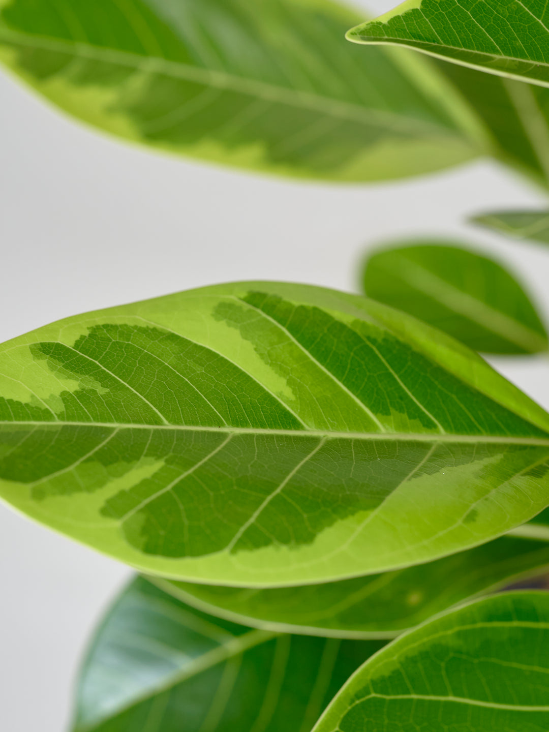 フィカス・アルテシマM – 西和造園