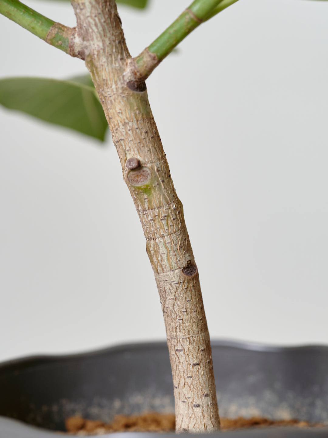 フィカス・アルテシマM – 西和造園