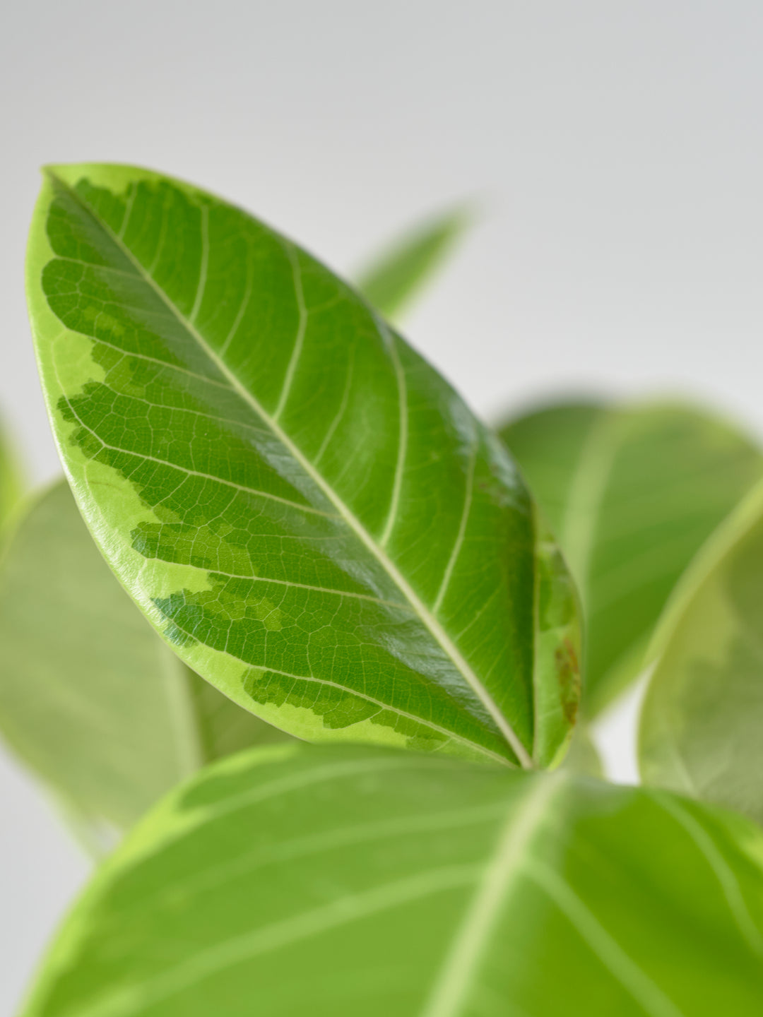 フィカス・アルテシマM – 西和造園