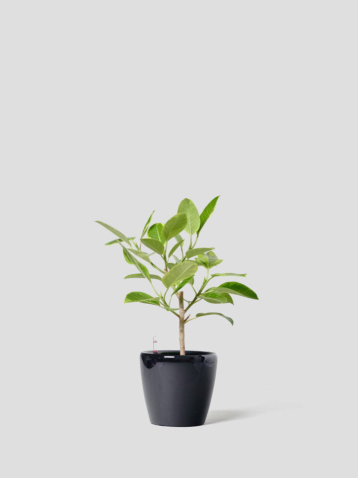 フィカス・アルテシマM – 西和造園
