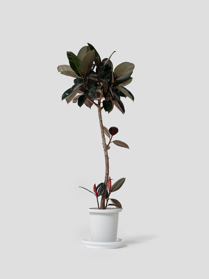 フィカス・バーガンディL – 西和造園