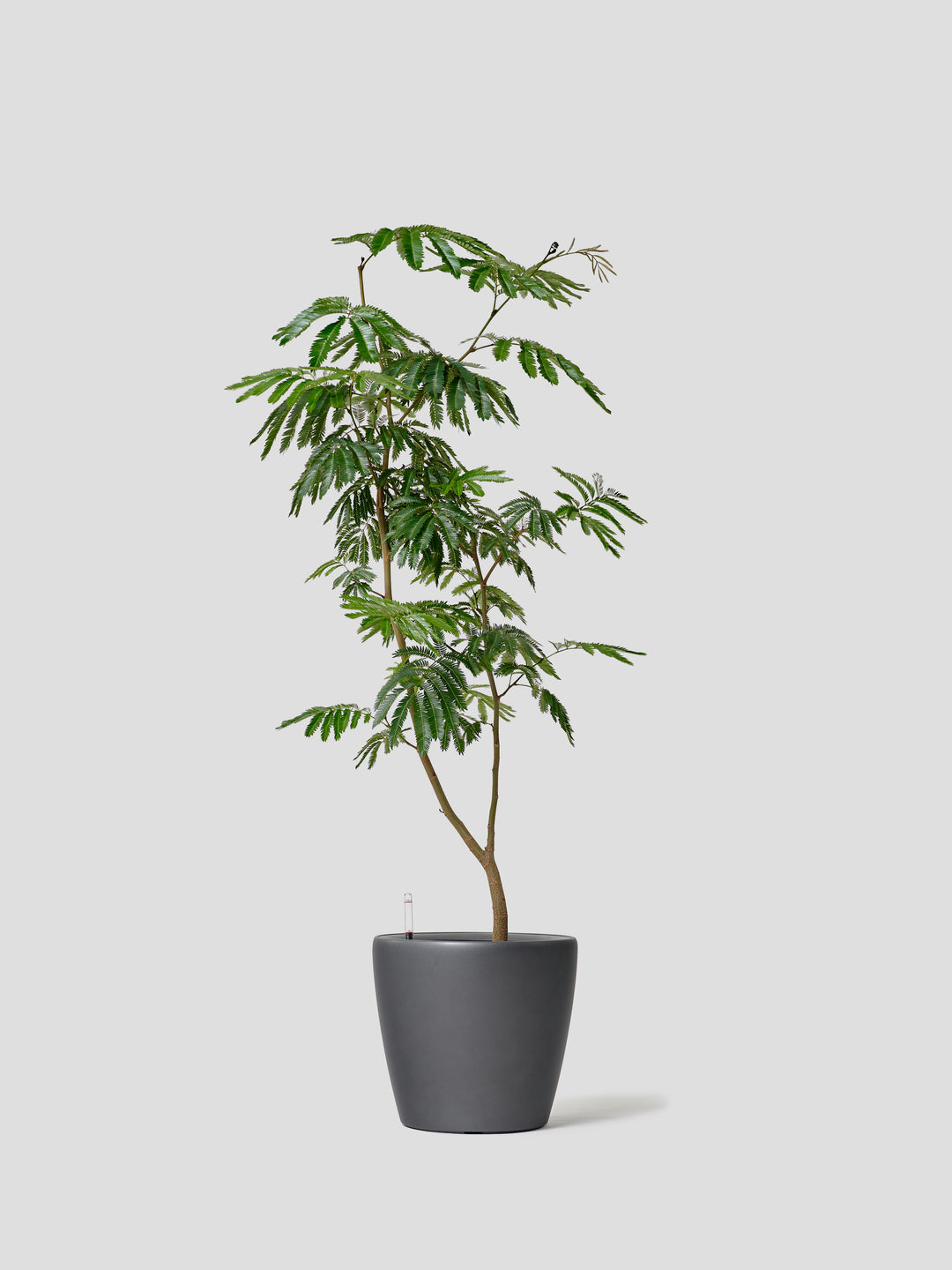 観葉植物 Large （160cm〜）| 西和造園
