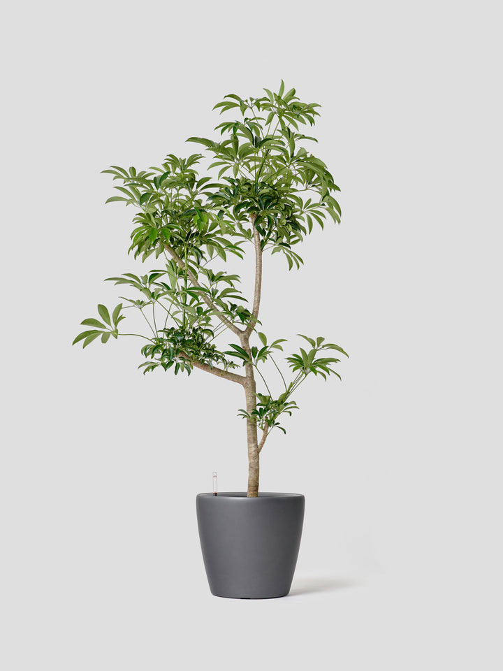 シェフレラ カポック 琉球石灰岩抱き盆栽 ジブリの世界 観葉植物 カポック（シェフレラ） 10号 ノーマル エコストーン