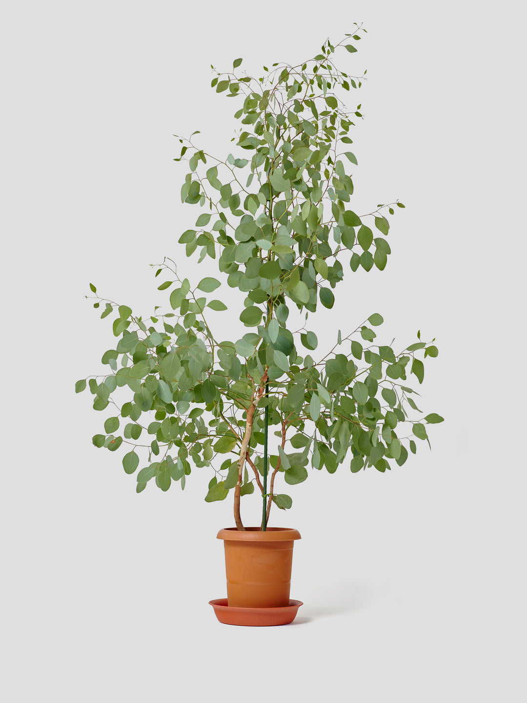 ✤ ユーカリ ポポラス ✤ フレッシュ*＊ 再販特価！フレッシュユーカリポポラス カット枝 ドライフラワー