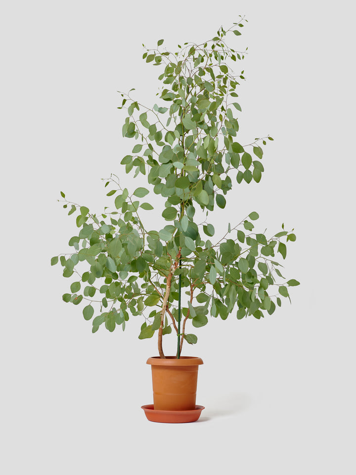 ユーカリ・ポポラスL – 西和造園