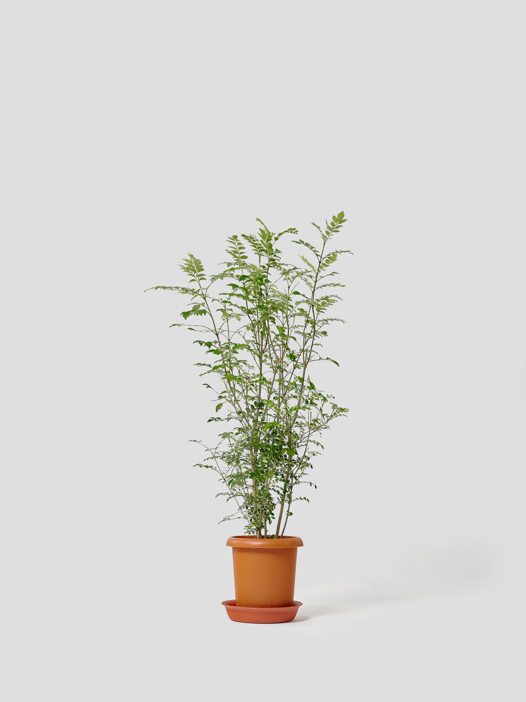 観葉植物 Large （160cm〜）| 西和造園