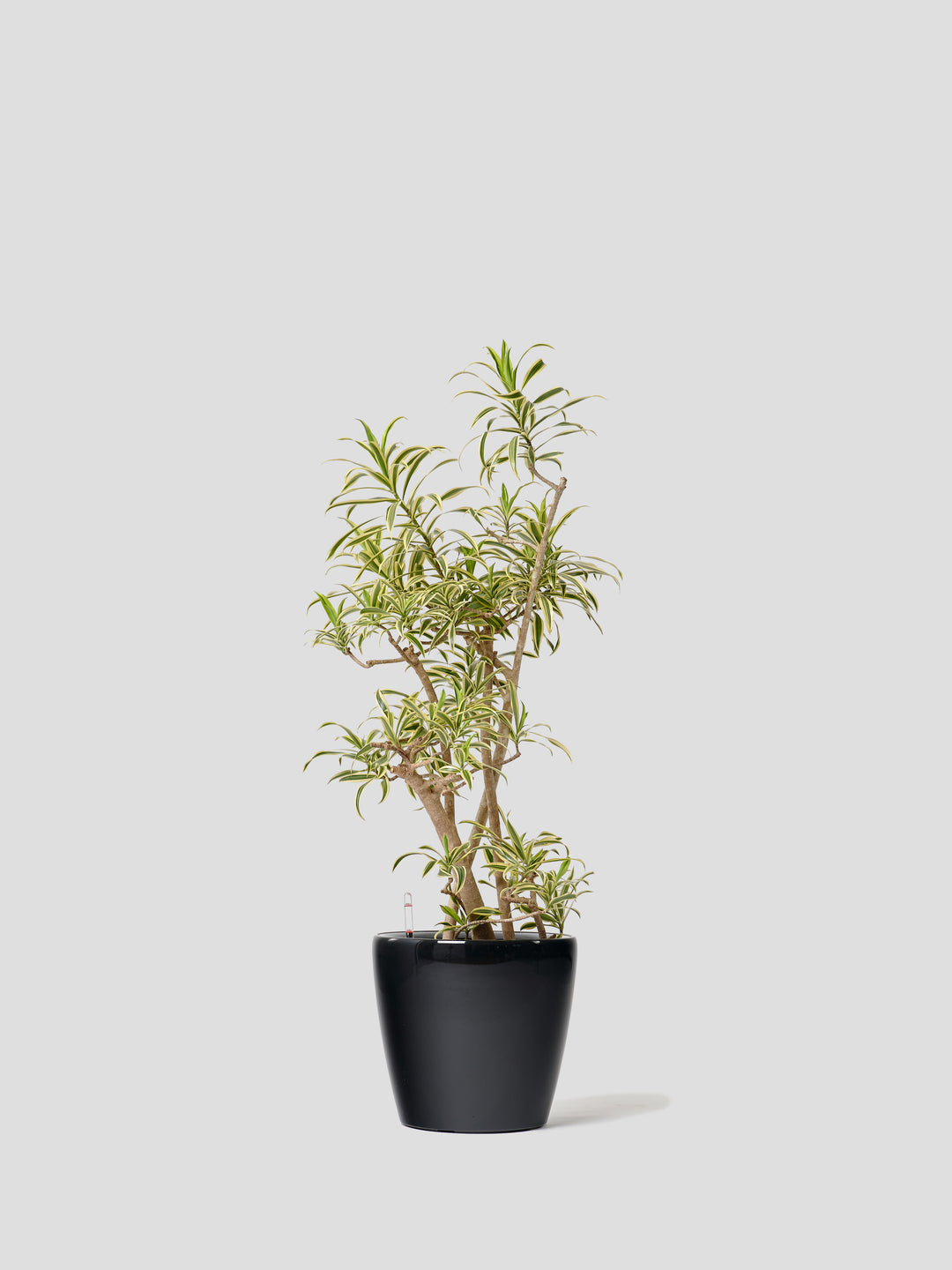 観葉植物 Large （160cm〜）| 西和造園