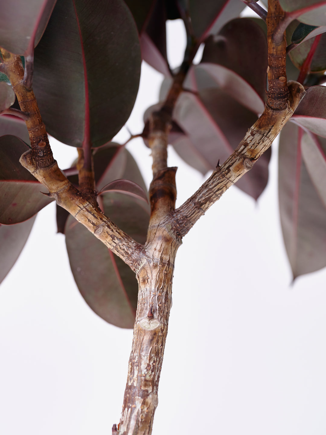 激レア！フィカス バーガンディ 斑入り（ボトムカット） フィカス・バーガンディ 7号の通販 | GreenSnap STORE(グリーン