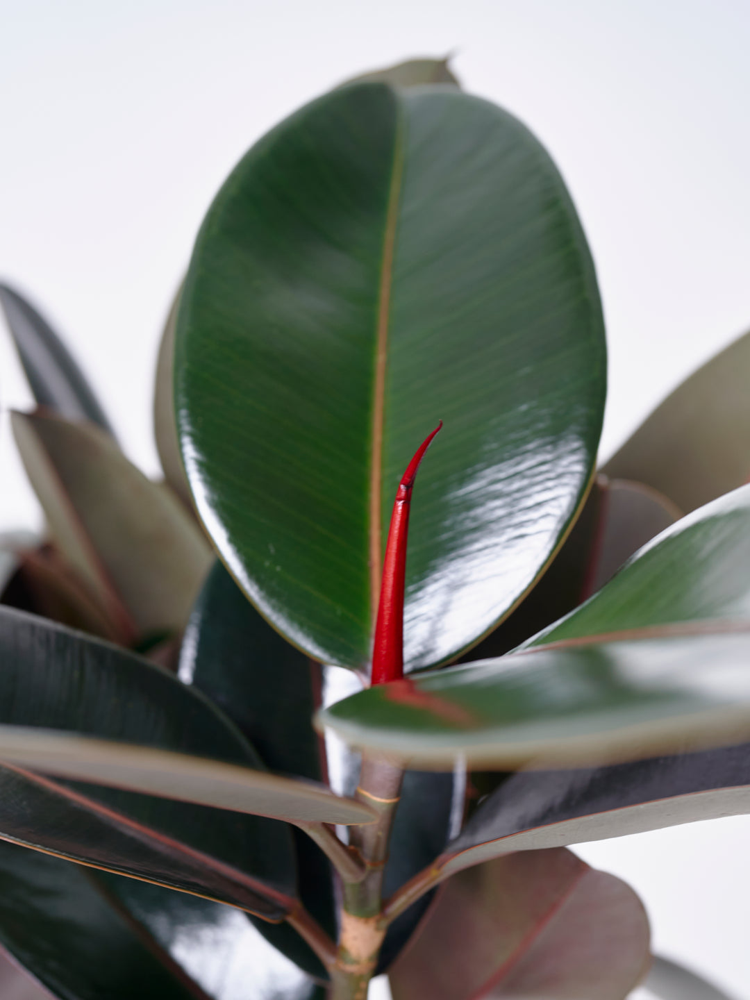 フィカス　バーガンディ　11 売約済※フィカス バーガンディ 11【現品】観葉植物 室内