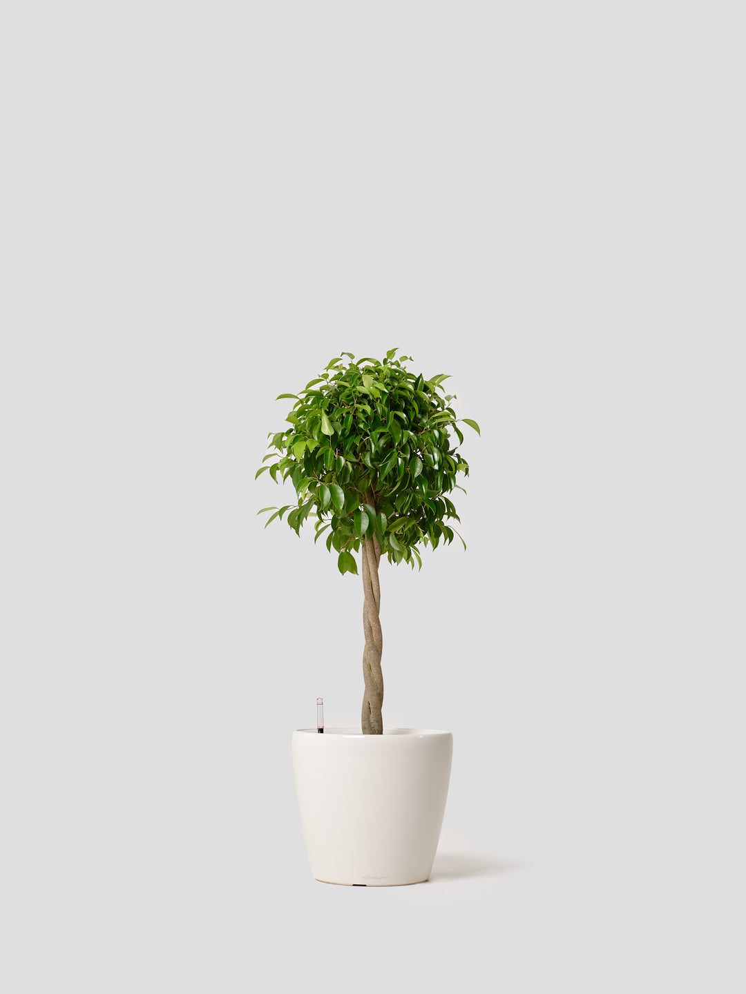 観葉植物 Large （160cm〜）| 西和造園