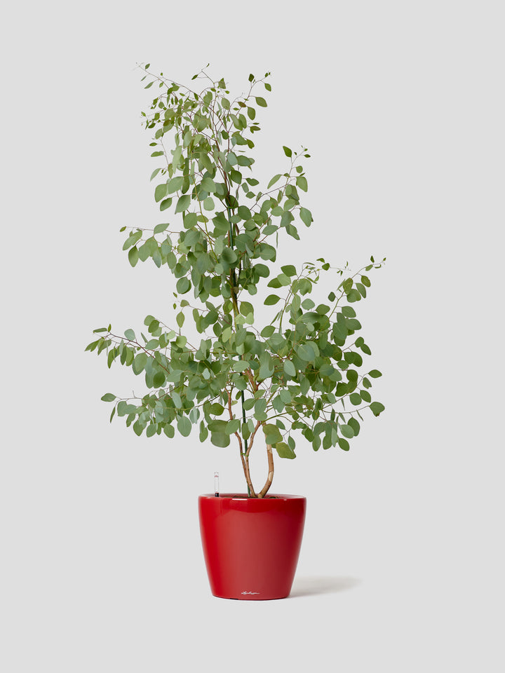 ユーカリ・ポポラスL – 西和造園