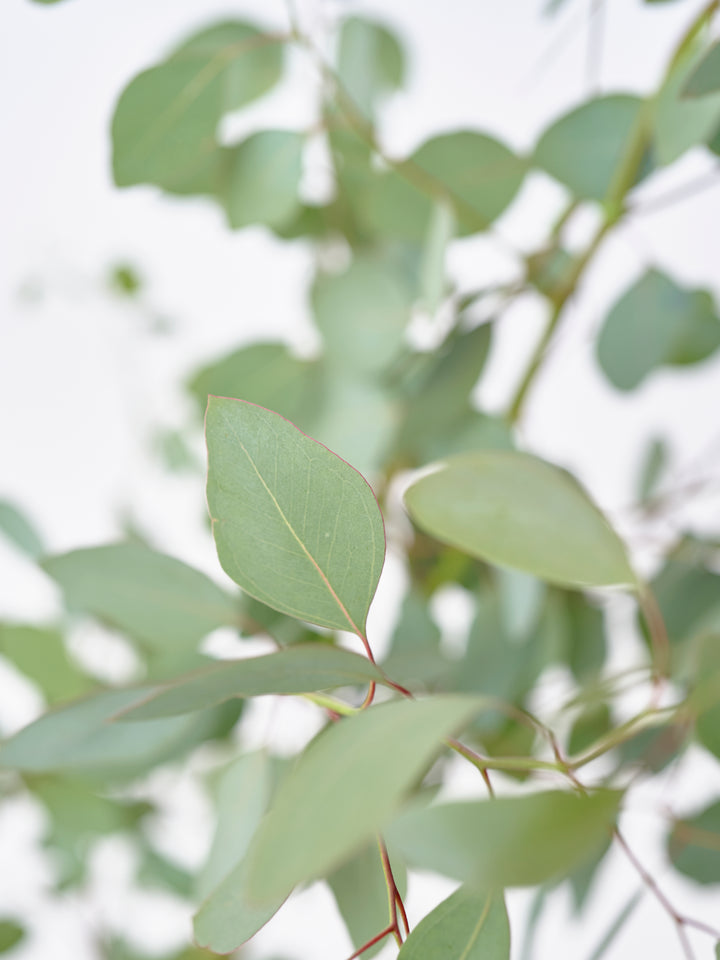 ユーカリ・ポポラスL – 西和造園