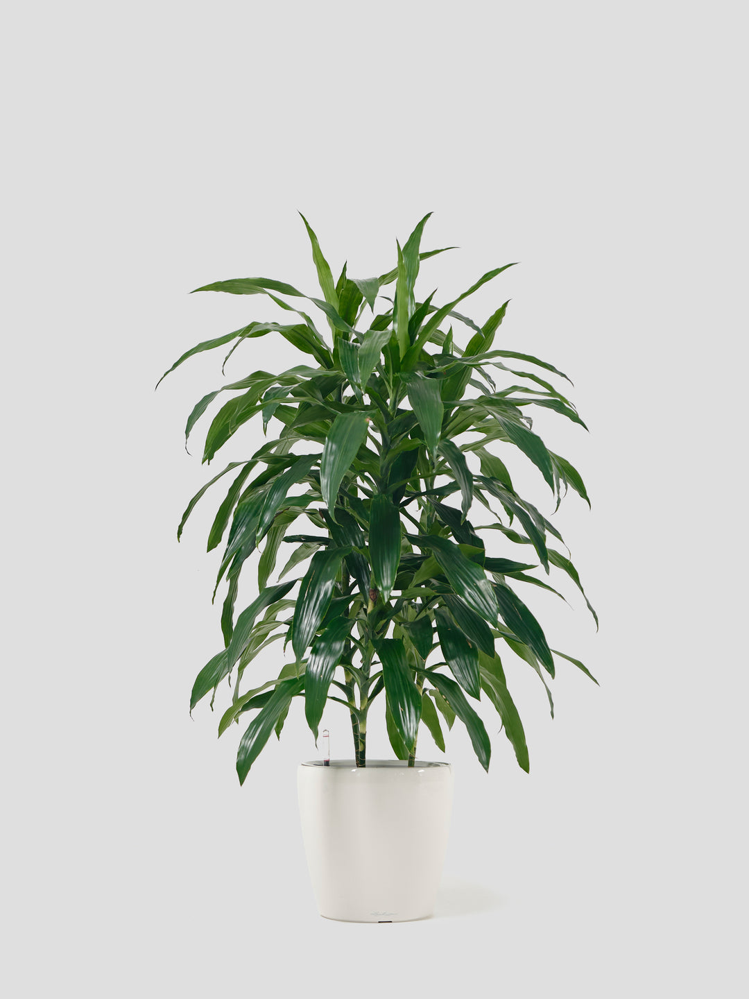 植物 ドラセナ・アオワーネッキーXL – 西和造園