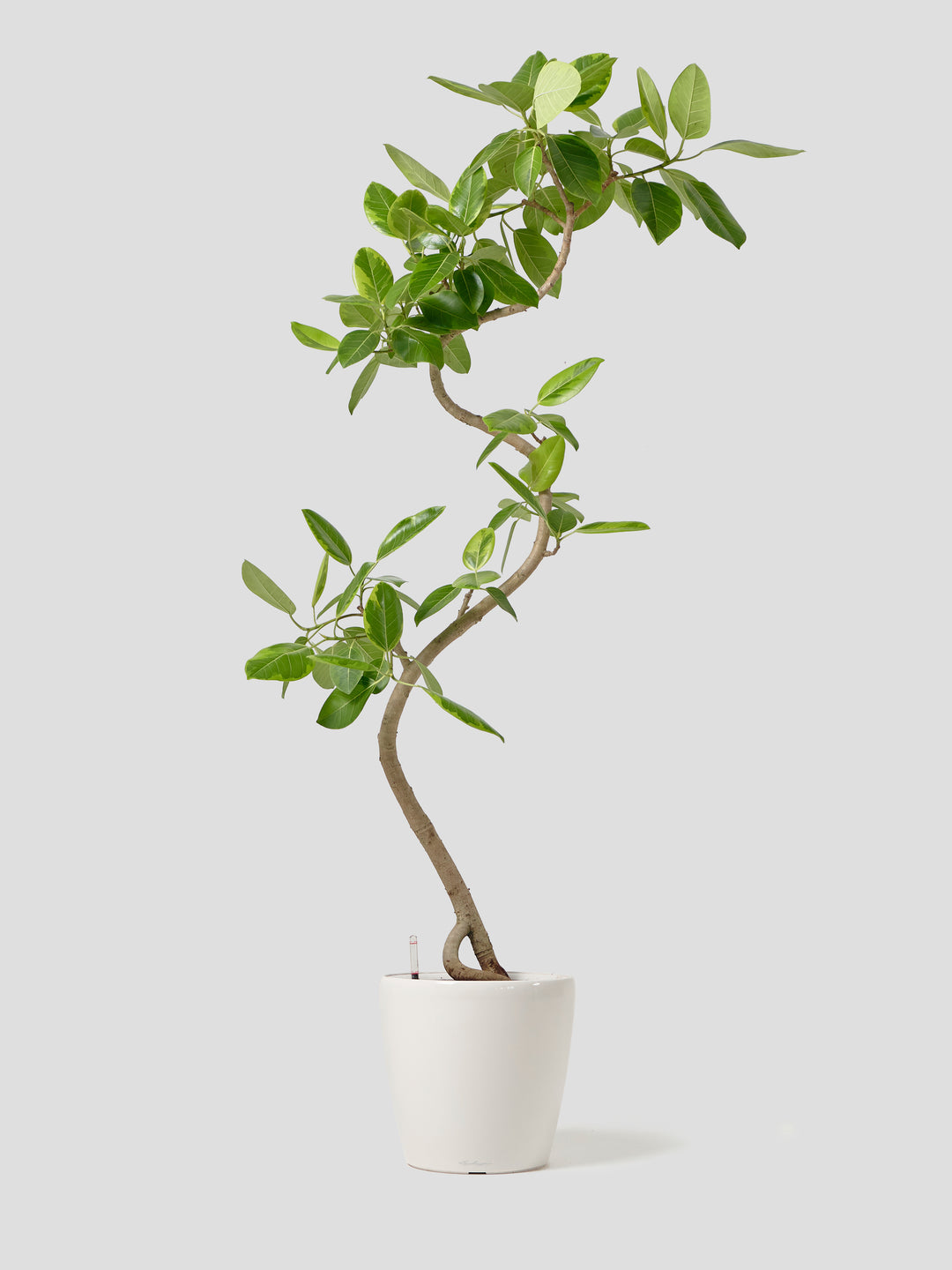 フィカス アルテシマ 曲がり H120cm W55cm 口径24cm | Garden Varejo