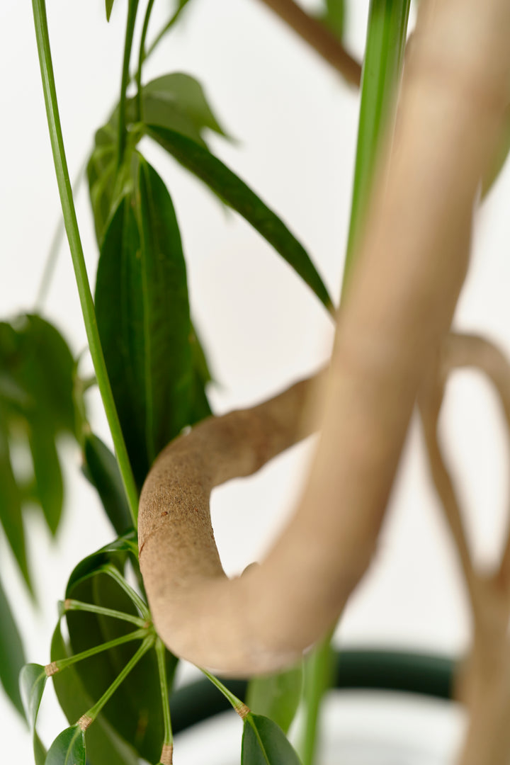 シェフレラ・アンガスティフォリアXL – 西和造園