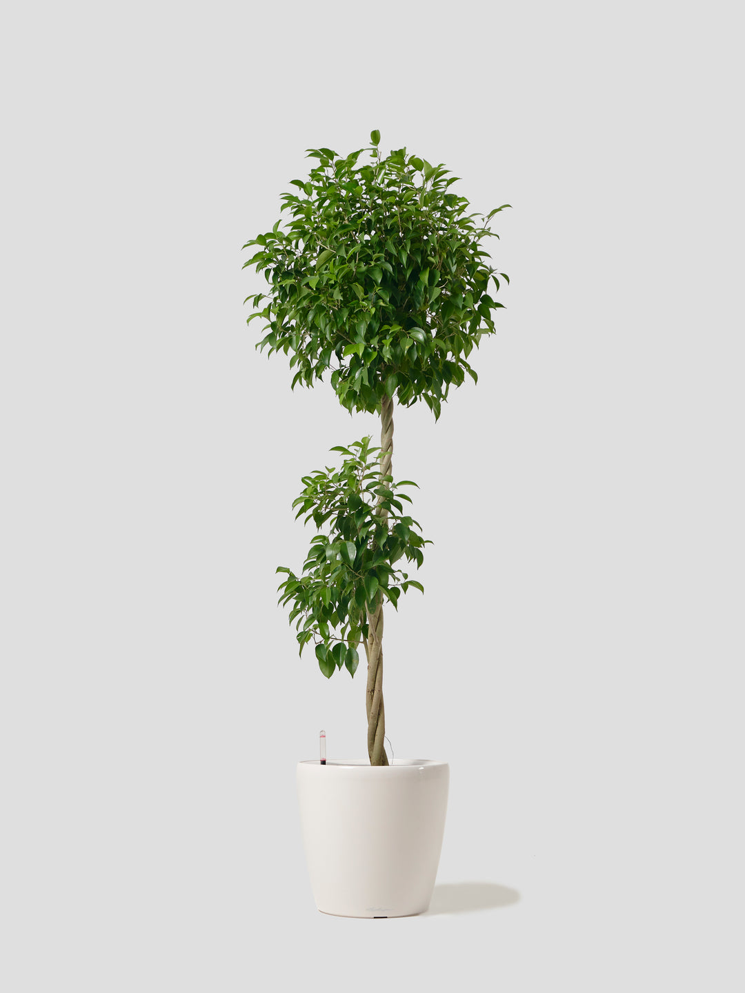 観葉植物 XL（170cm~）| 西和造園