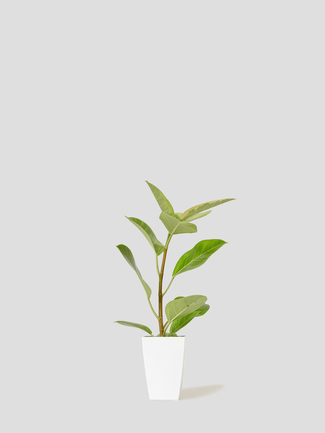 フィカス・アルテシマS – 西和造園