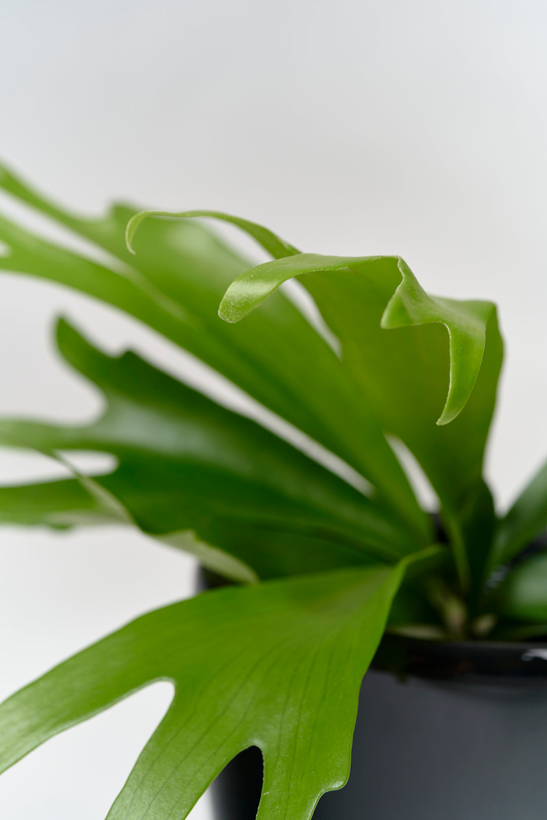 ビカクシダ コウモリラン　観葉植物 健康な新芽付き ビカクシダ コウモリラン 観葉植物 健康な新芽付き