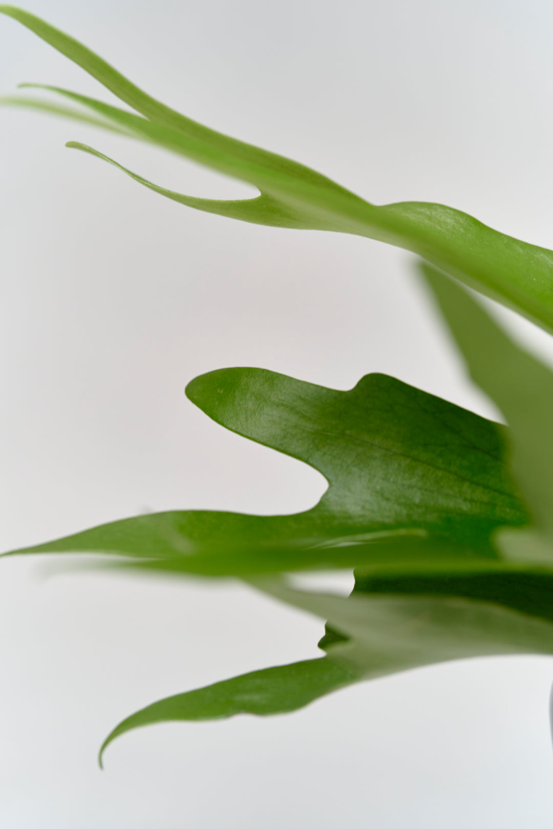 コウモリラン（ビカクシダ） – 西和造園