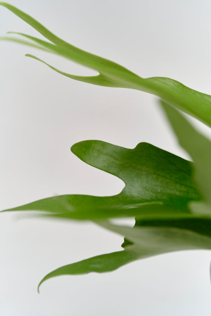 コウモリラン（ビカクシダ） – 西和造園