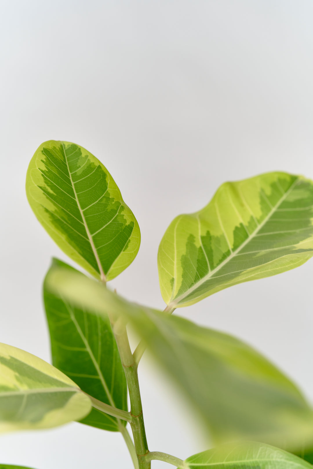 フィカス・アルテシマS – 西和造園